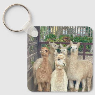 Llamas sind aus Peru auf diesem Schlüsselanhänger
