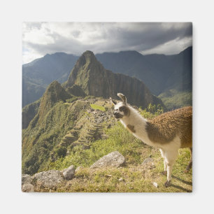 Llamas und ein Ausblick auf Machu Picchu, Magnet