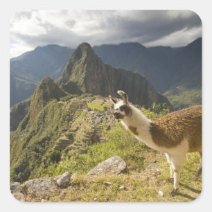 Llamas und ein Ausblick auf Machu Picchu, Quadratischer Aufkleber