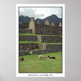 Llamas von Machu Picchu Peru Poster