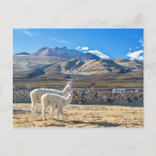 Llamitas en el Salar de Uyuni, Bolivien. Postkarte