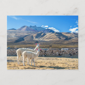 Llamitas en el Salar de Uyuni, Bolivien. Postkarte