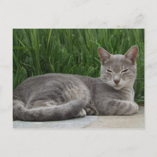 Lloyd Cat Postcard Postkarte