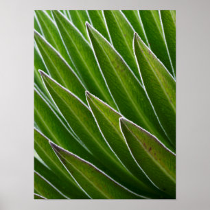 Lobelia (Lobelia telekii) Kenia, Afrika Poster