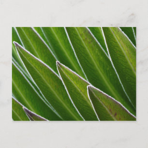 Lobelia (Lobelia telekii) Kenia, Afrika Postkarte