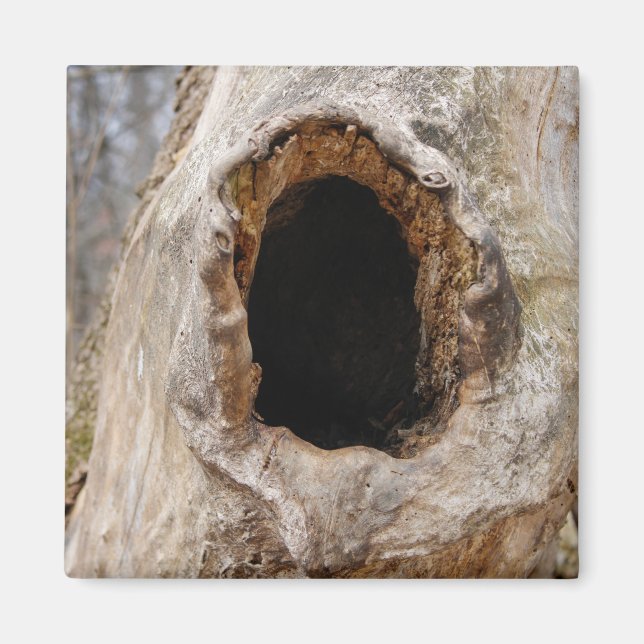 Loch in einem Baumstamm-Magnet Magnet (Vorne)