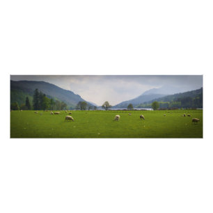 Loch Oich Schafe Fotodruck