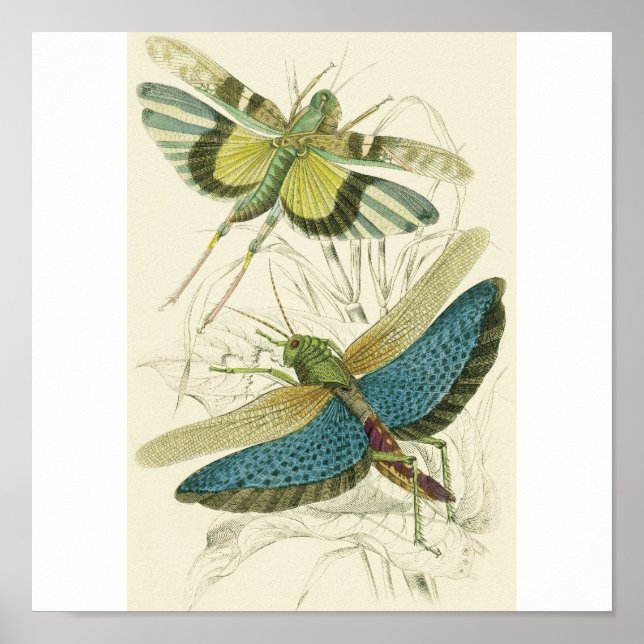 Locusta Cristata (unten), Locusta flava (oben) Poster (Vorne)