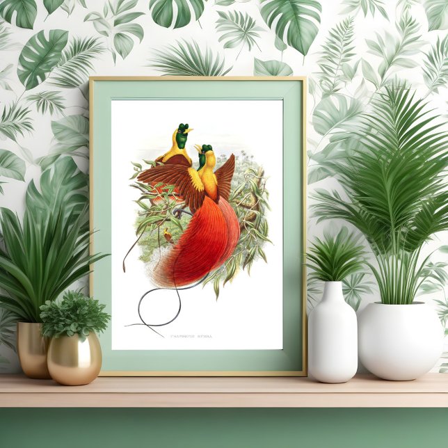 Loddigesia Mirabilis Poster (Von Creator hochgeladen)