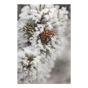 Lodgepole Kiefernkegel im Winter in Yellowstone Fotodruck