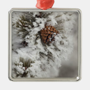 Lodgepole Pine Kegel im Winter in Yellowstone Silbernes Ornament
