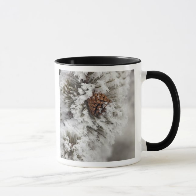 Lodgepole Pine Kegel im Winter in Yellowstone Tasse (Rechts)