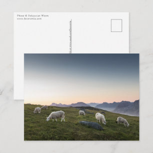 Lofoten Islands Sheep Landscape Foto Postkarte