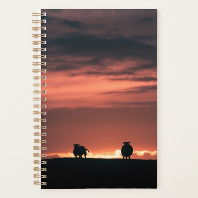Lofoten Islands Sheep Planer (Vorderseite)