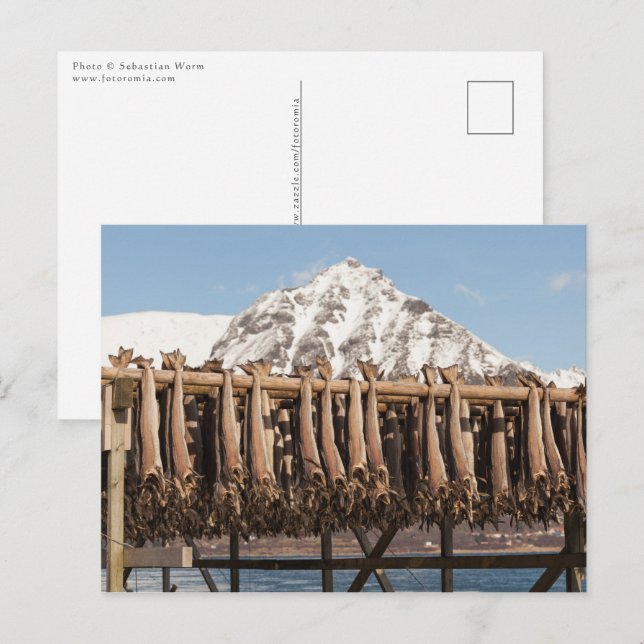 Lofoten Norwegen Stockfish Postkarte (Vorne/Hinten)