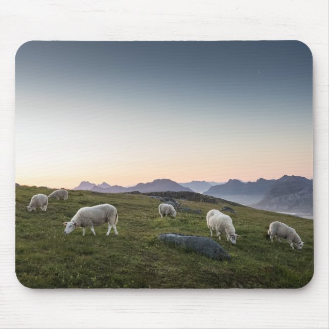 Lofoten Sheep Landscape Foto Mousepad (Vorne)