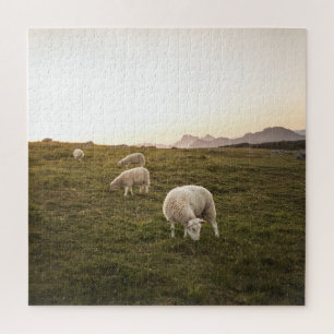 Lofoten Sheep Nature Foto