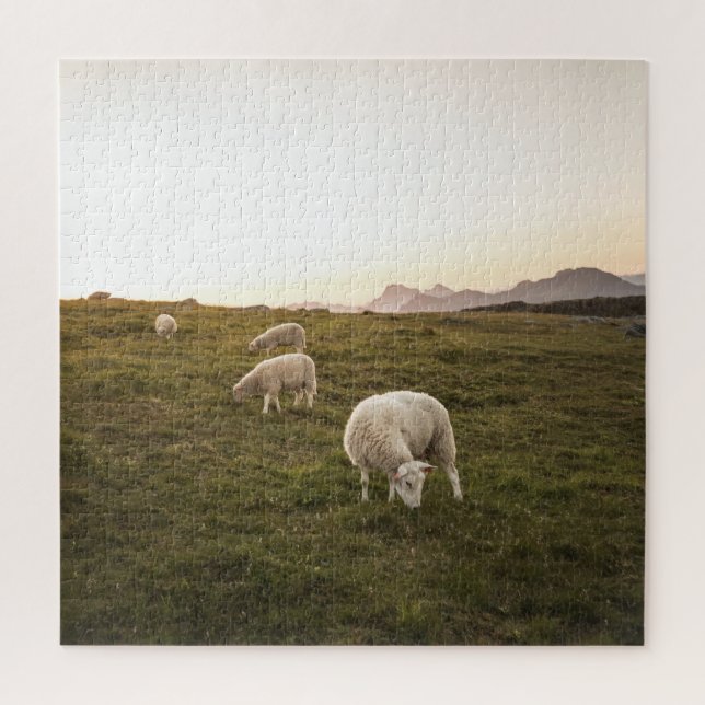 Lofoten Sheep Nature Foto (Vertikal)