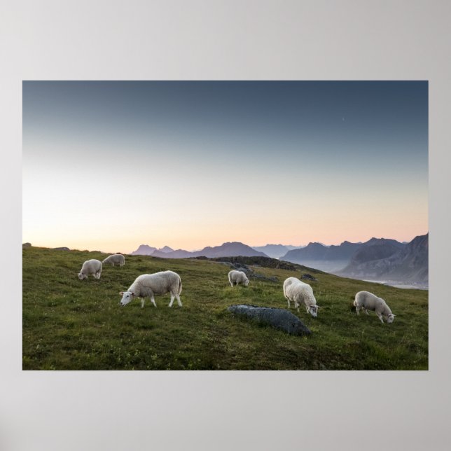 Lofoten Sheep Poster (Vorne)
