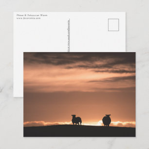 Lofoten Sonnenuntergang Schafe Postkarte