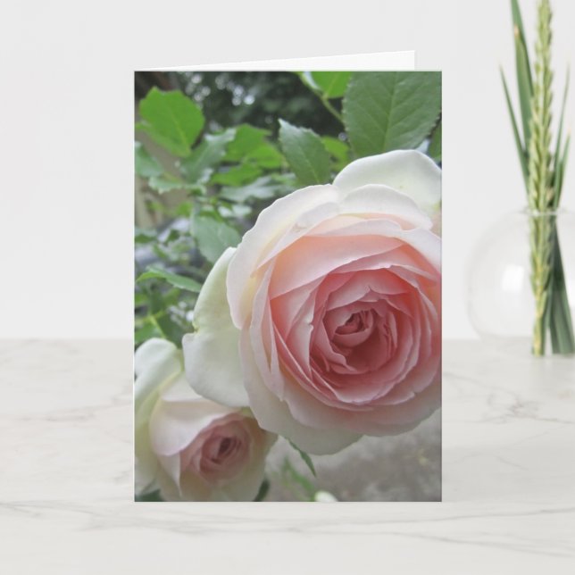 Loft Pink Pierre De Ronsard Rose Cards Einladung (Vorderseite)