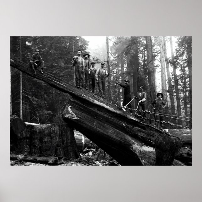 LOG RIGGING in der REDWOODS c. 1890 Poster (Vorne)