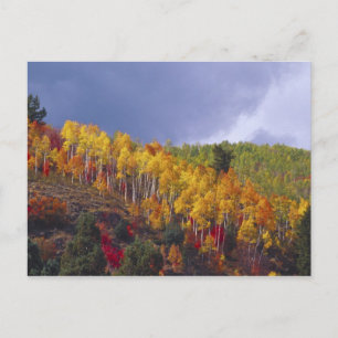 Logan Canyon in Utah im Herbst mit vorbei Postkarte