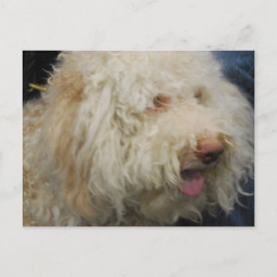 Logato Romagnolo Postcard Postkarte