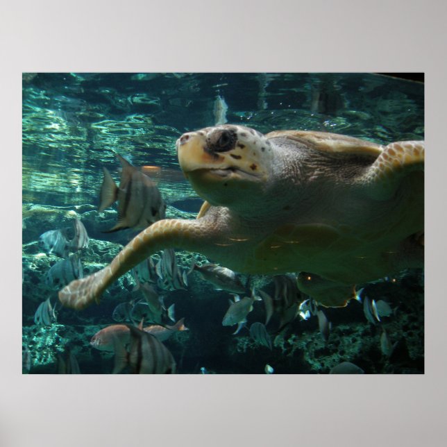 Logger Head Sea Turtle Poster (Vorne)