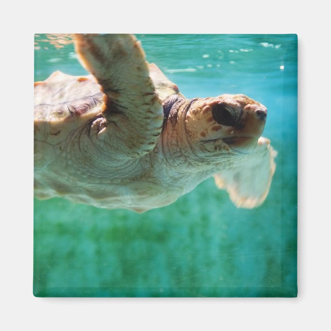 Loggerhead #1 magnet (Vorne)