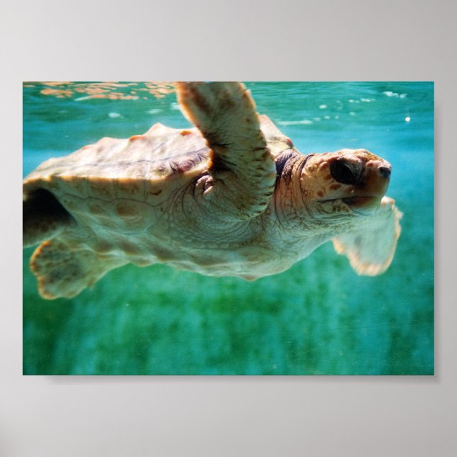Loggerhead #1 Poster (Vorne)