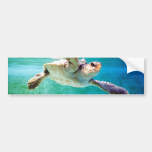Loggerhead #3 Autoaufkleber