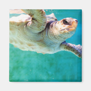 Loggerhead #3 Magnet