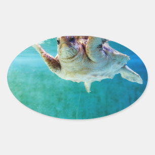 Loggerhead #5-Aufkleber Ovaler Aufkleber