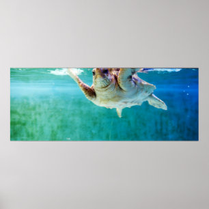 Loggerhead #5 Poster