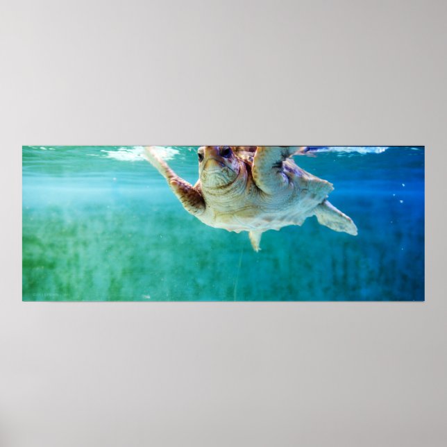 Loggerhead #5 Poster (Vorne)