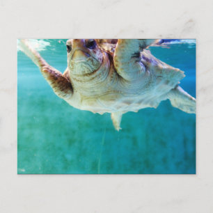 Loggerhead #5 Postkarte