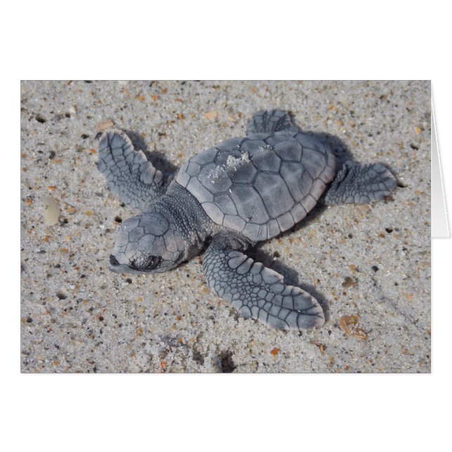 Loggerhead Rescue II (Vorderseite (Horizontal))