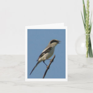 Loggerhead Shrike Foto Faltkarte