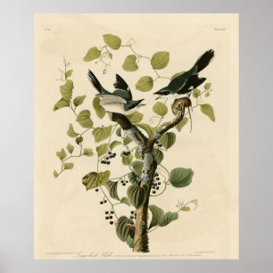 Loggerhead Shrike von Audubons Vögeln Amerikas Poster