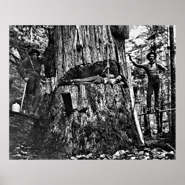 LOGGING CANADA c. 1890 Poster (Vorne)