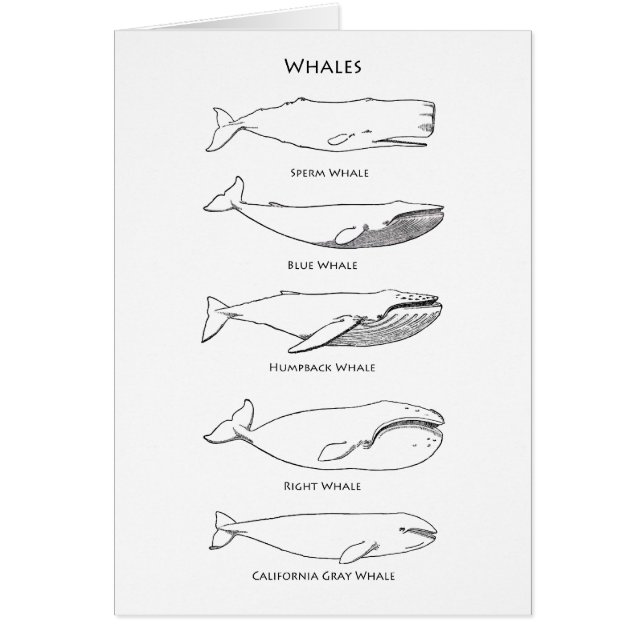 Logo de baleines (Devant)