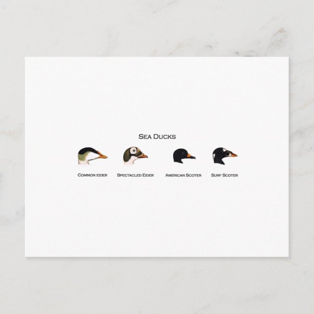 Logo "Sea Ducks" (mit dem Titel) Postkarte (Vorderseite)