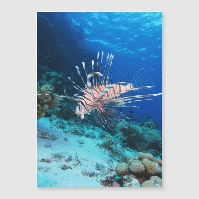 Loinfish is Saltwater Ocean Wildlife Reef Fish Magnetkarte (Vorderseite)