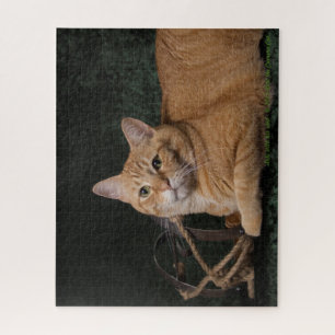 Loki mit Schlitten