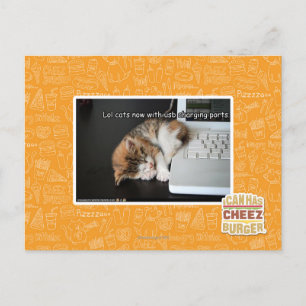 Lol Katzen mit USB Postkarte