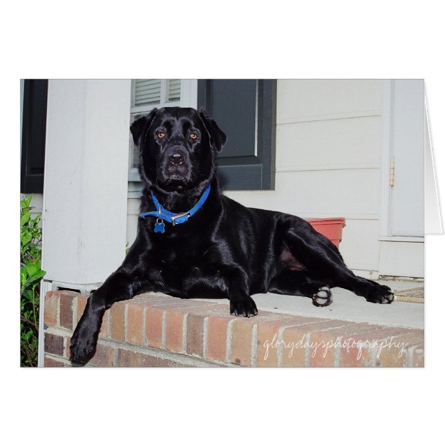 Lola, Glorydaysphotographie (Vorderseite (Horizontal))