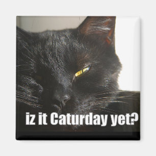 LOLCat 2 Magnet