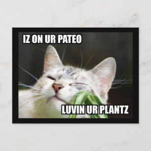 LOLCat Sassy Postcard Postkarte