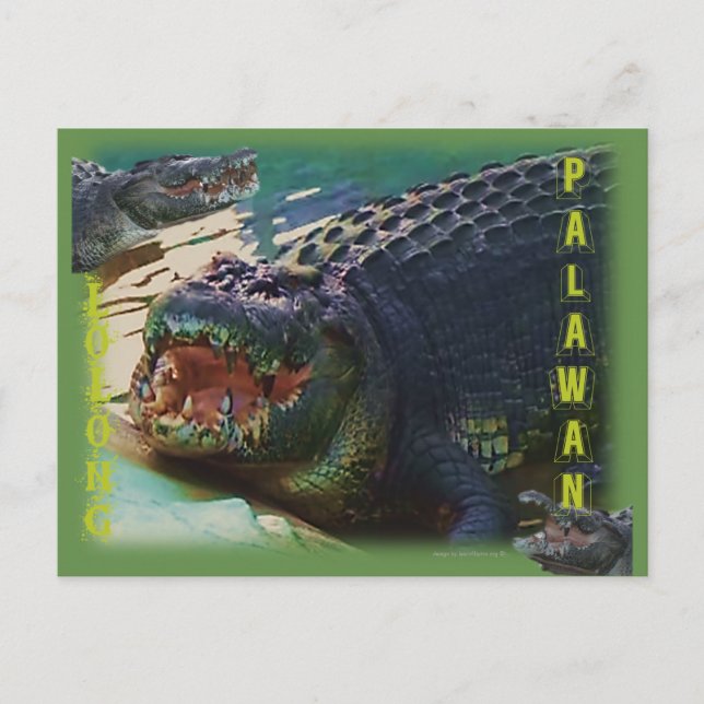 Lolong - "Das größte Krokodil, das je besetzt wurd Postkarte (Vorderseite)
